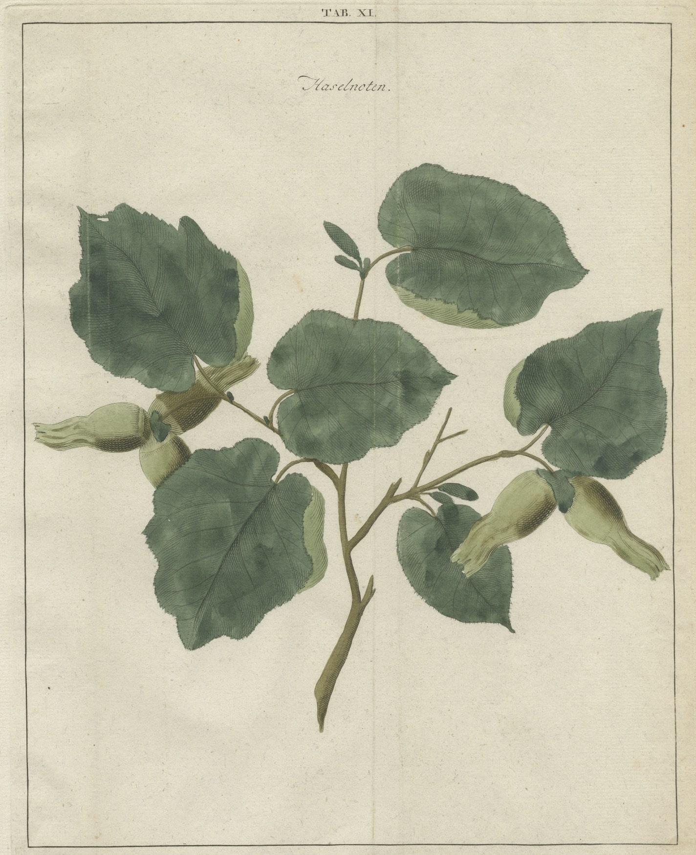 Paper Antique Hand-Colored Print of the Common Hazel, 1758 For Sale