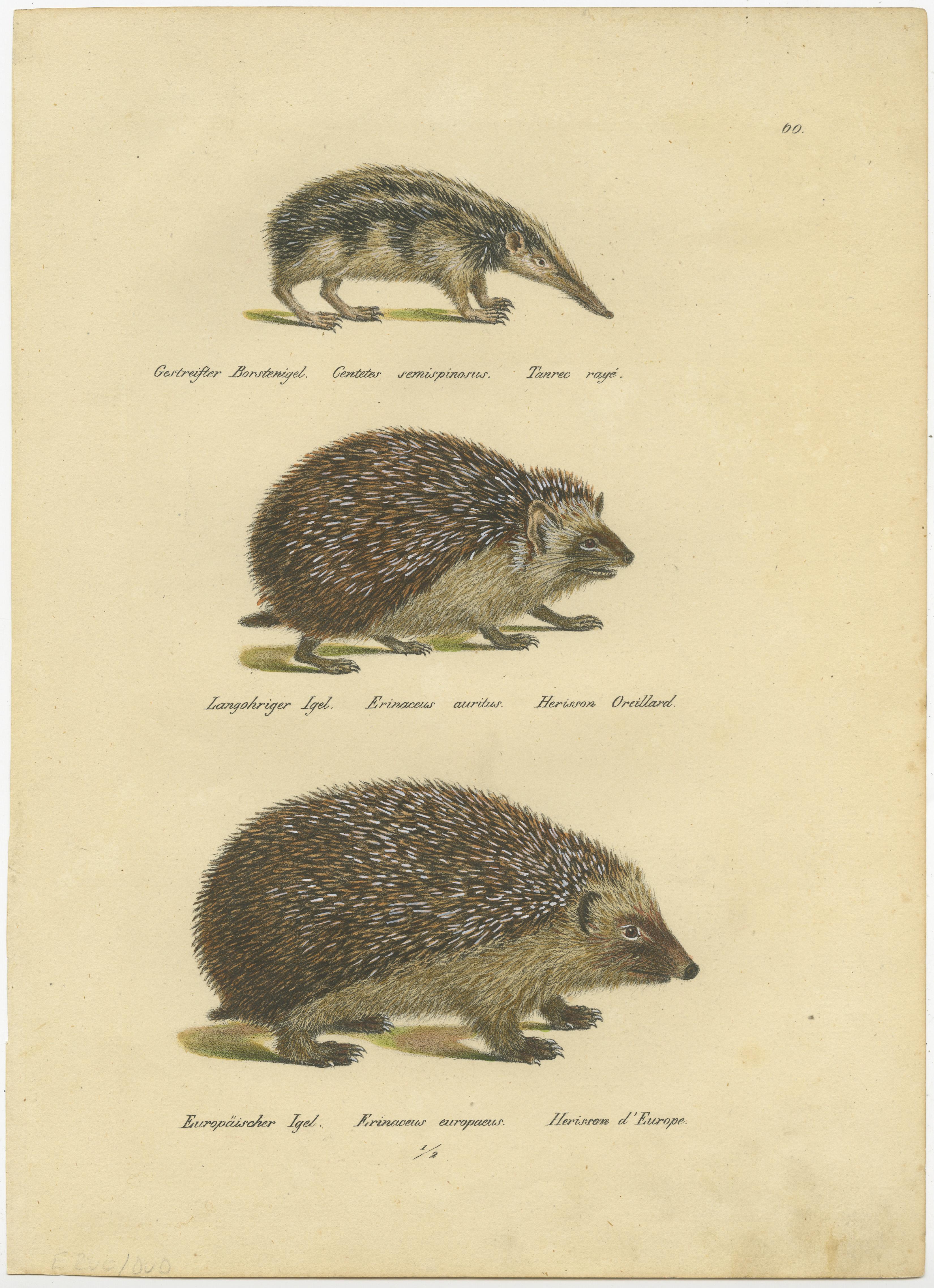 Antiker Druck mit dem Titel 'Gestreifter Borstenigel (..) -Langohriger Igel (..) - Europaïscher Igel (..)'. Originaler antiker Druck von drei Igelarten. Dieser Druck stammt aus den 