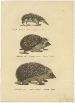 Antique Hand Colored Print of Three Hedgehog Species