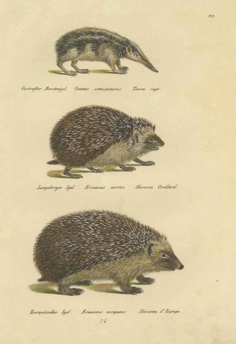 Antique Hand Colored Print of Three Hedgehog Species For Sale at 1stDibs
