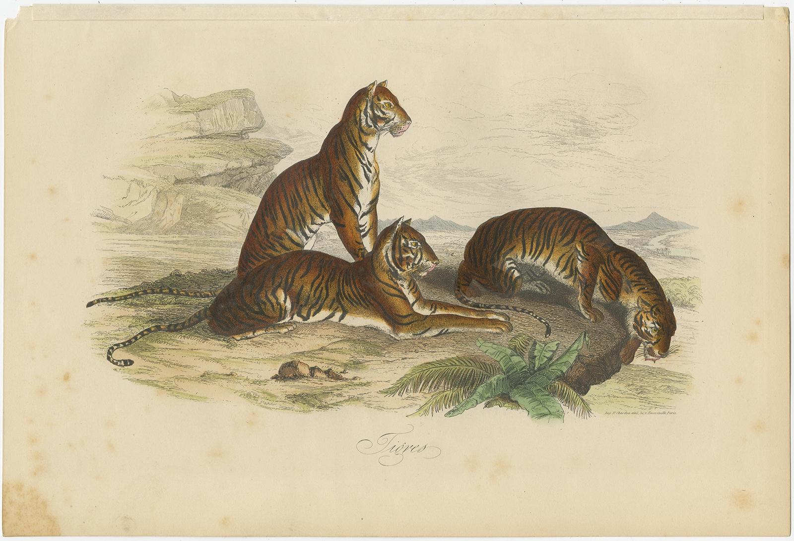 Antique print titled 'Tigres'. Print of tigers. This print originates from 'Musée d'Histoire Naturelle' by M. Achille Comte. 

Artists and Engravers: Published by Gustave Havard. 
 