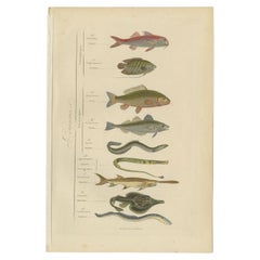 Impression antique colorée à la main de divers poissons, incl Merlin, Carper, Gourami, 1854