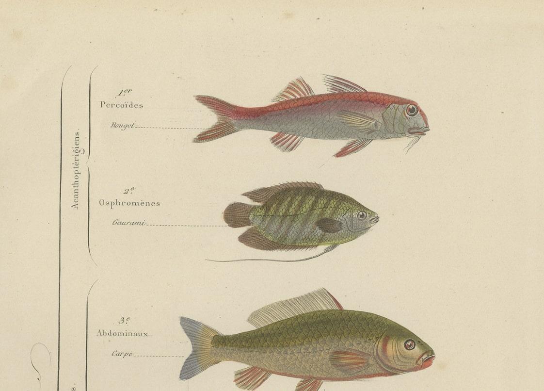 Antiker handkolorierter Druck verschiedener Fische, einschließlich Merlin, Carper, Gourami, 1854 im Angebot 1