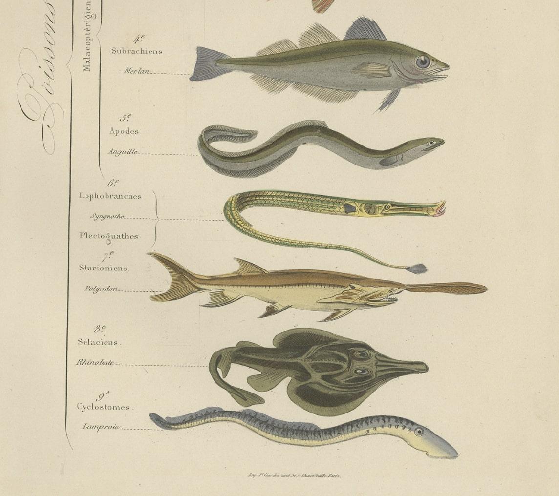 Antique Hand-Colored Print of Various Fishes, incl Merlin, Carper, Gourami, 1854 For Sale 2