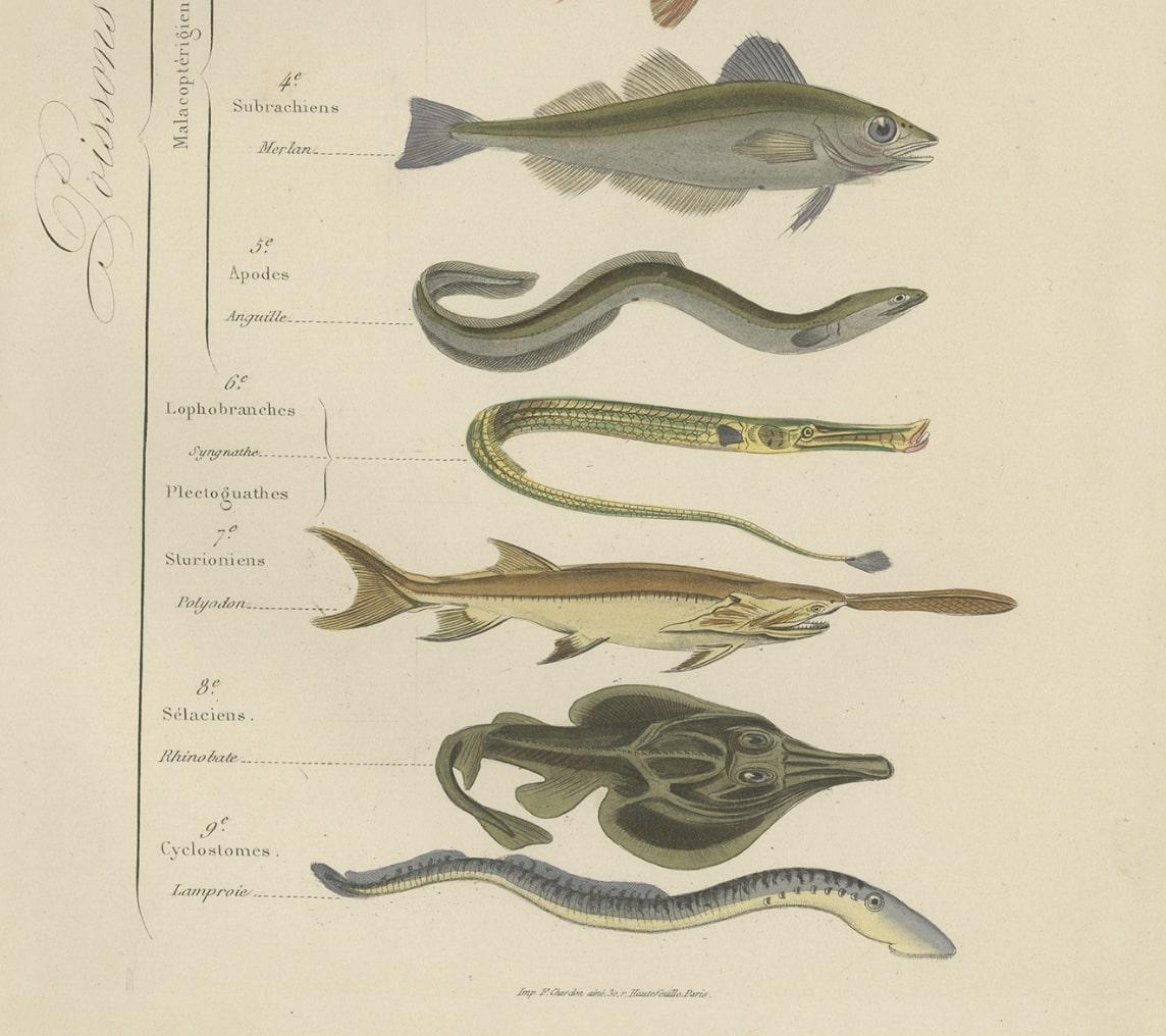 XIX secolo Stampa antica colorata a mano di vari pesci, tra cui Merlino, Carper, Gourami, 1854 in vendita