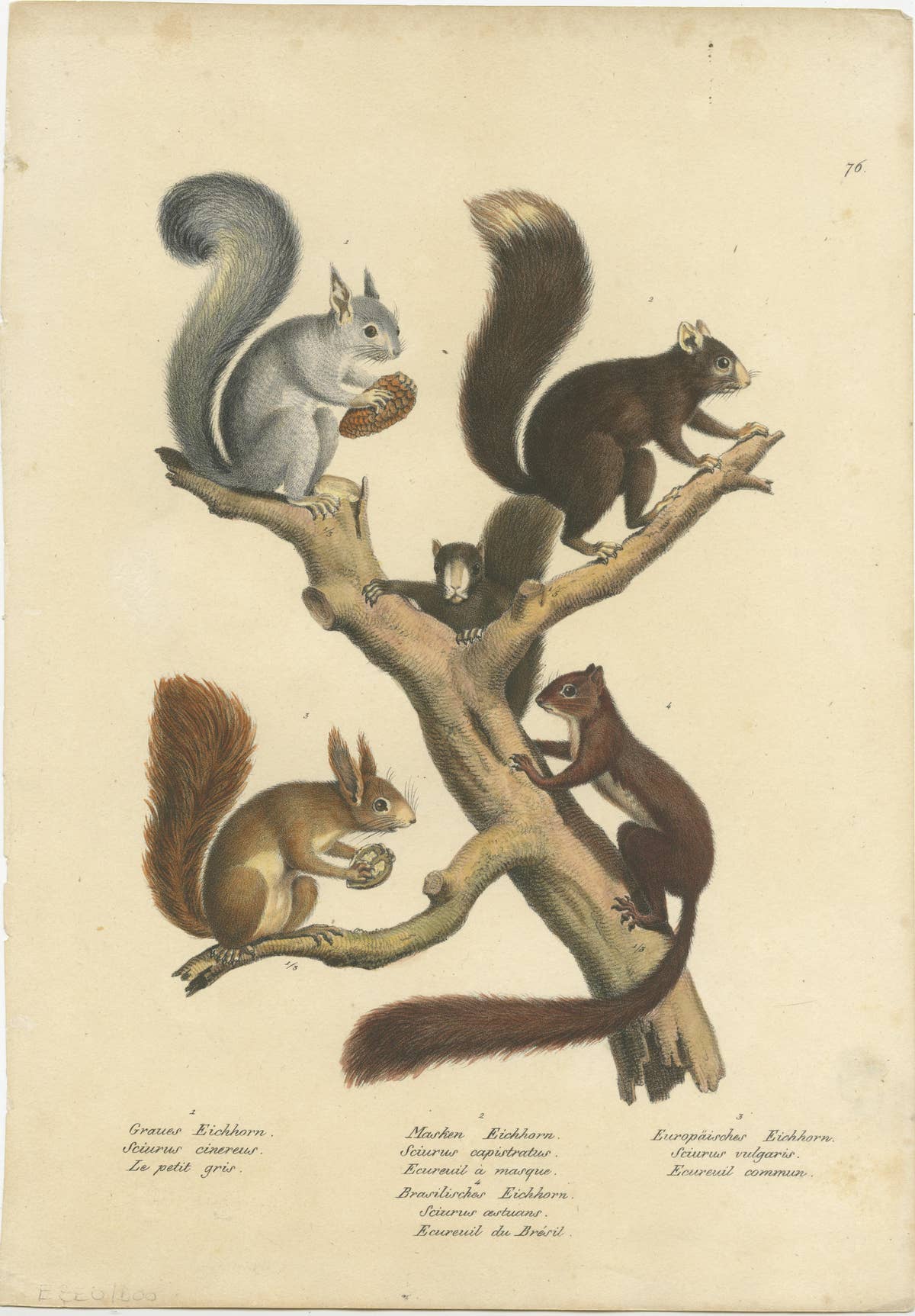 Original Antique Hand Colored Print of Various Squirrel Species
