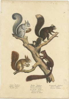 Original Antique Hand Colored Print of Various Squirrel Species