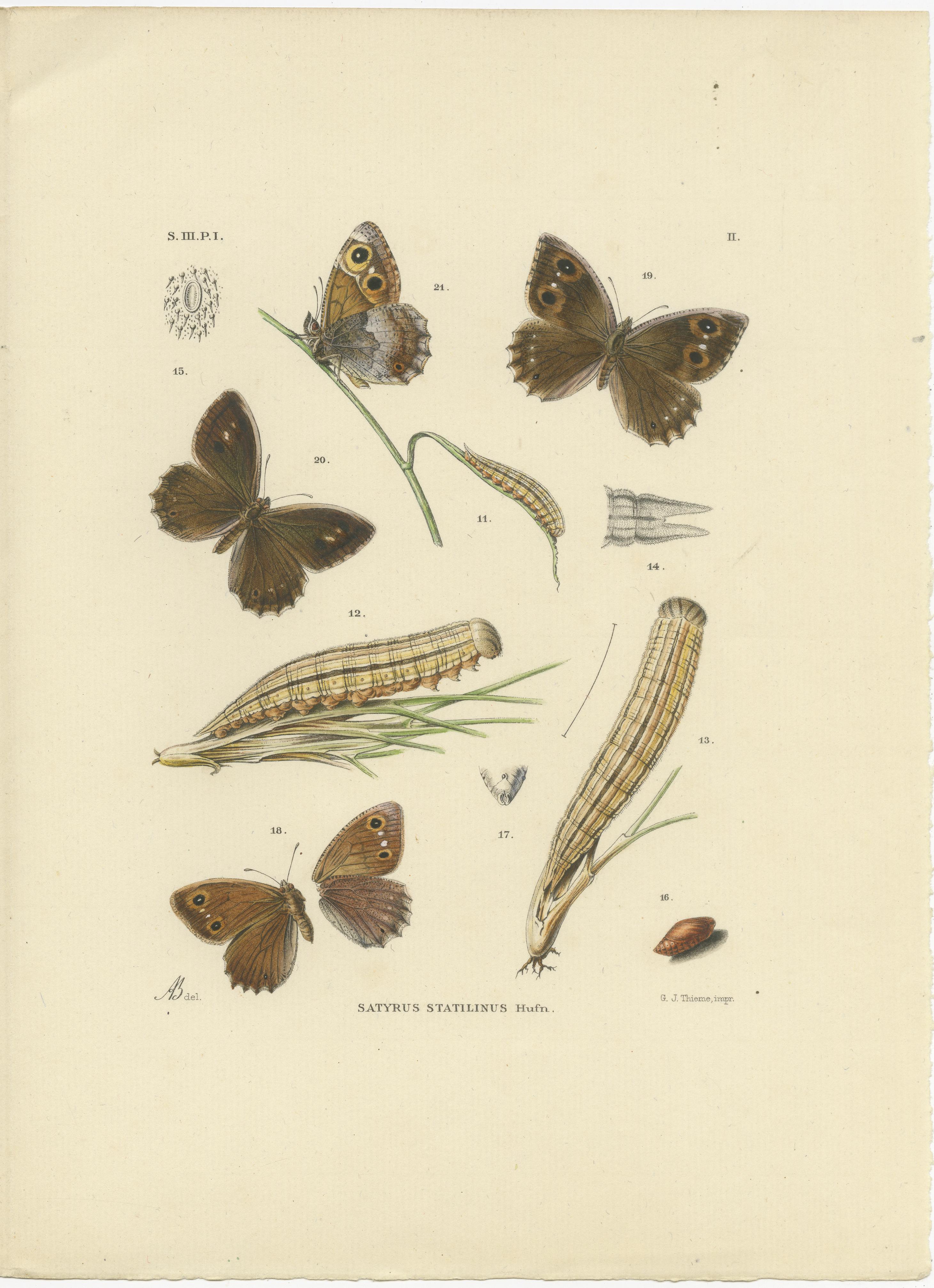 Antique Hand-Colored Satyrus Statilinus Butterfly Pair by Sepp & Brants, 1905