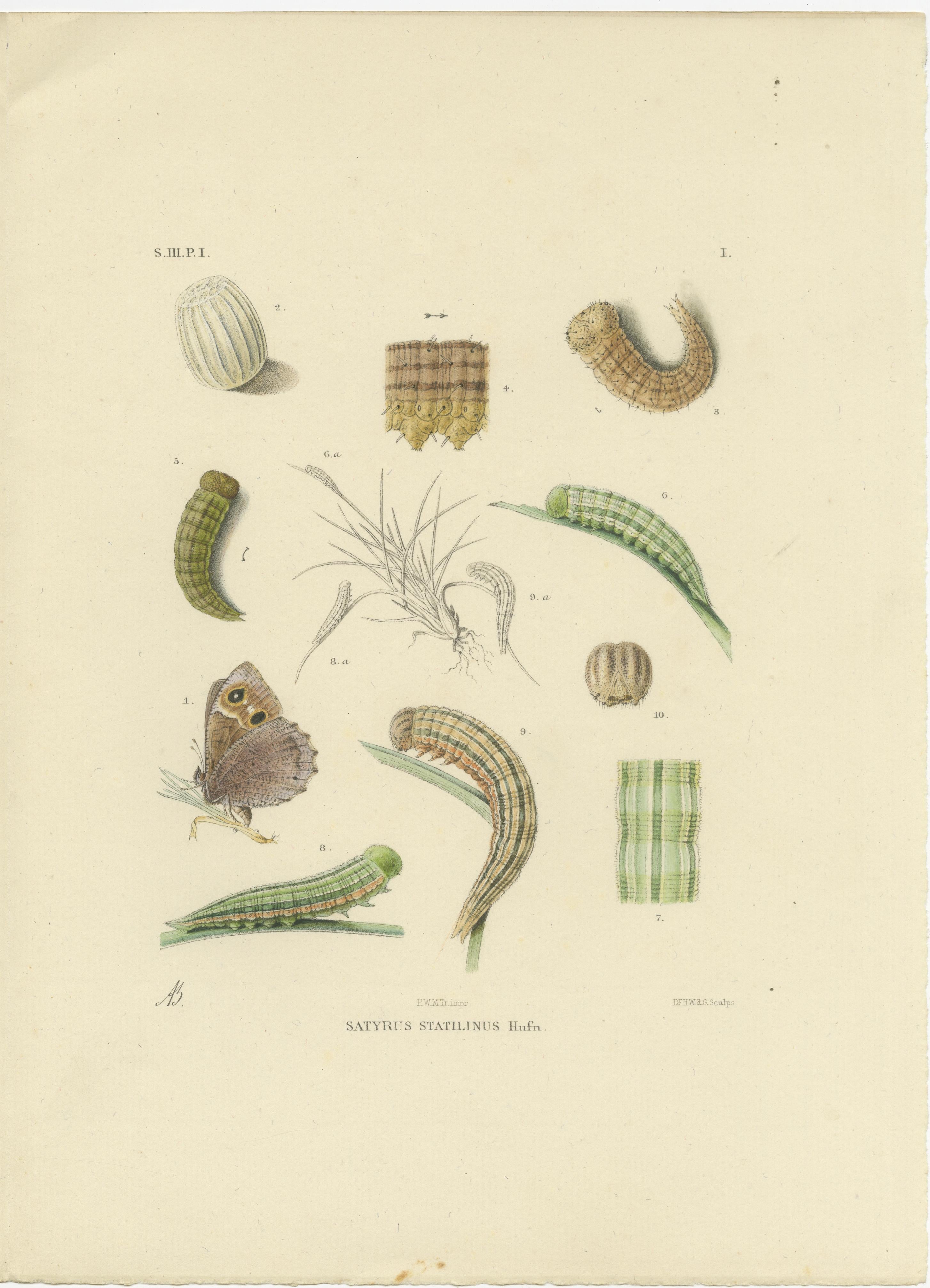 Antique Hand-Colored Satyrus Statilinus Butterfly Pair by Sepp & Brants, 1905