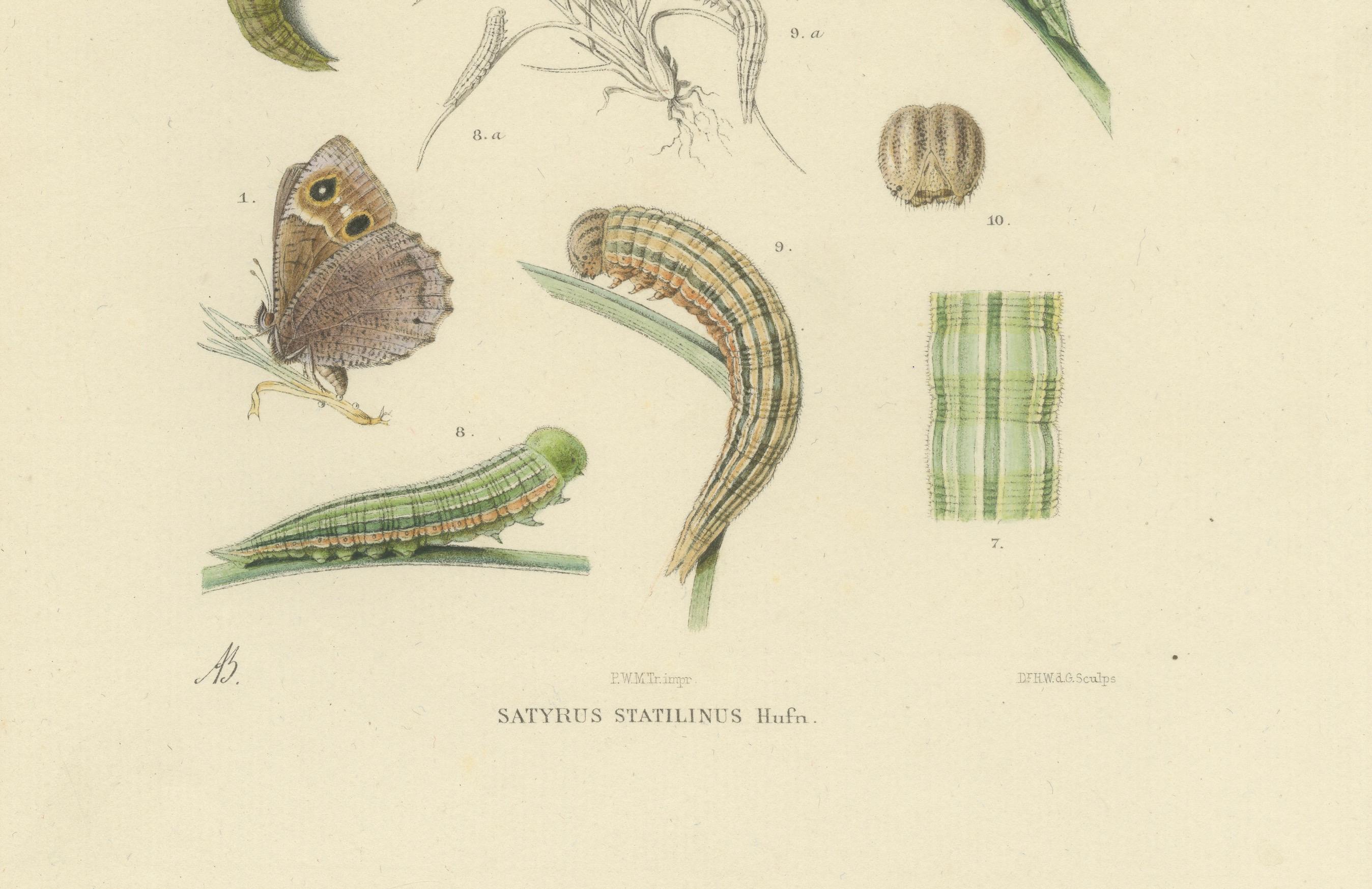 Antique Hand-Colored Satyrus Statilinus Butterfly Pair by Sepp & Brants, 1905