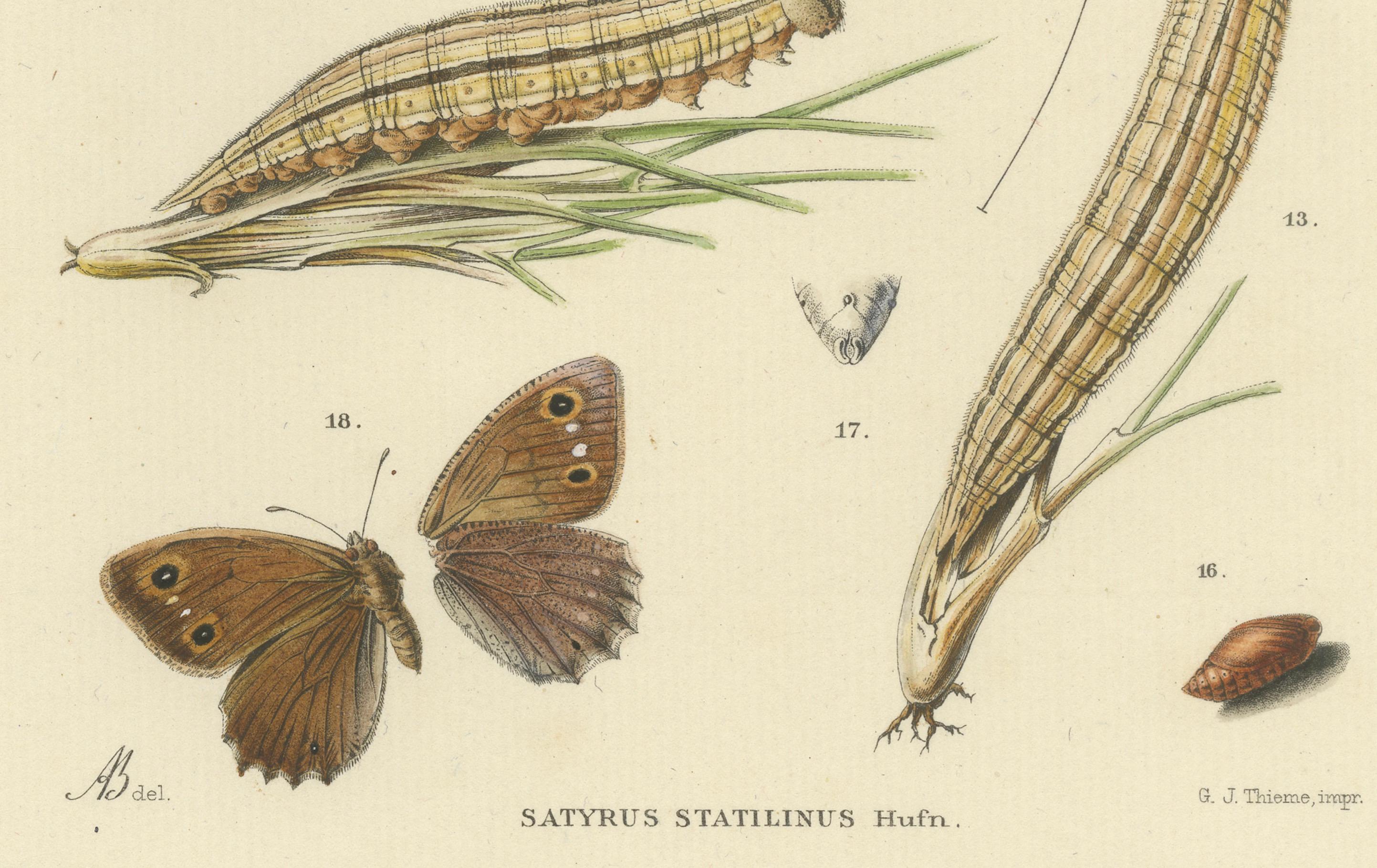 Antique Hand-Colored Satyrus Statilinus Butterfly Pair by Sepp & Brants, 1905