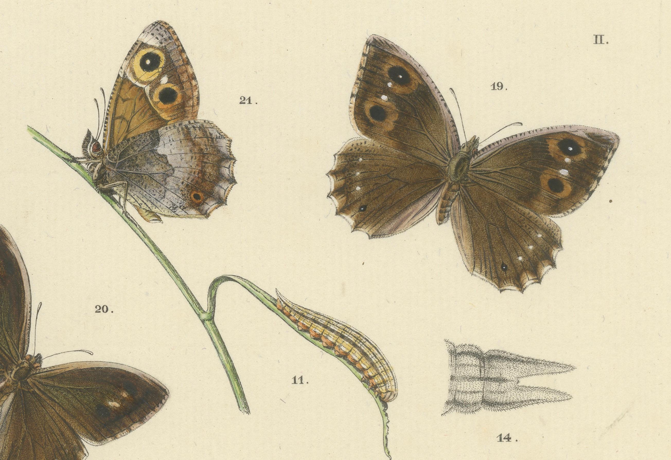 Antique Hand-Colored Satyrus Statilinus Butterfly Pair by Sepp & Brants, 1905