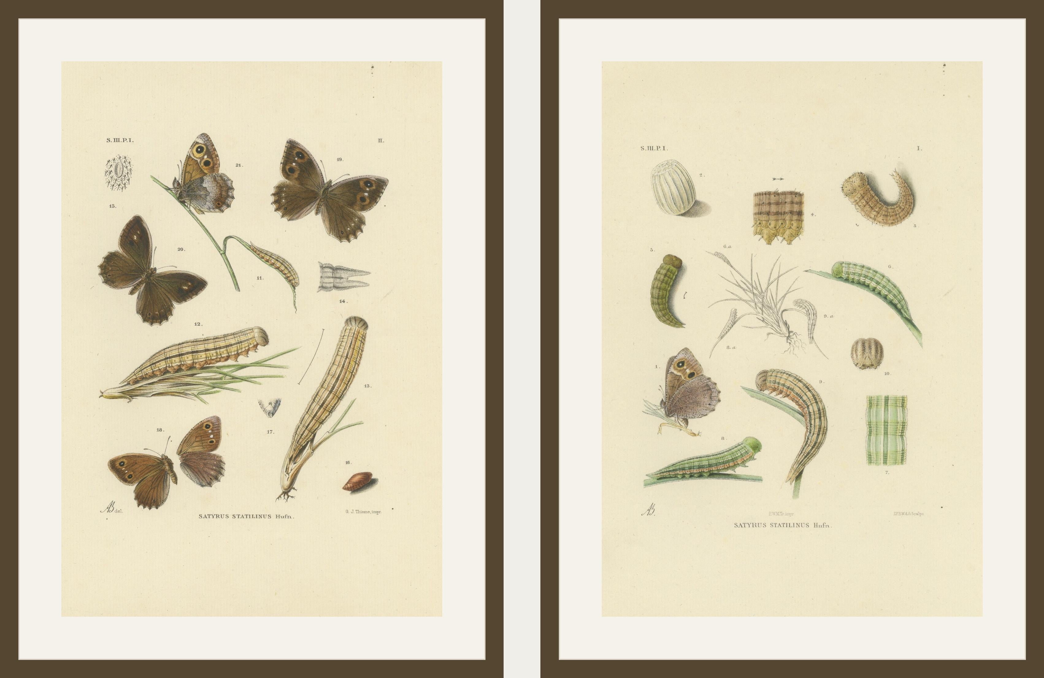 Antique Hand-Colored Satyrus Statilinus Butterfly Pair by Sepp & Brants, 1905
