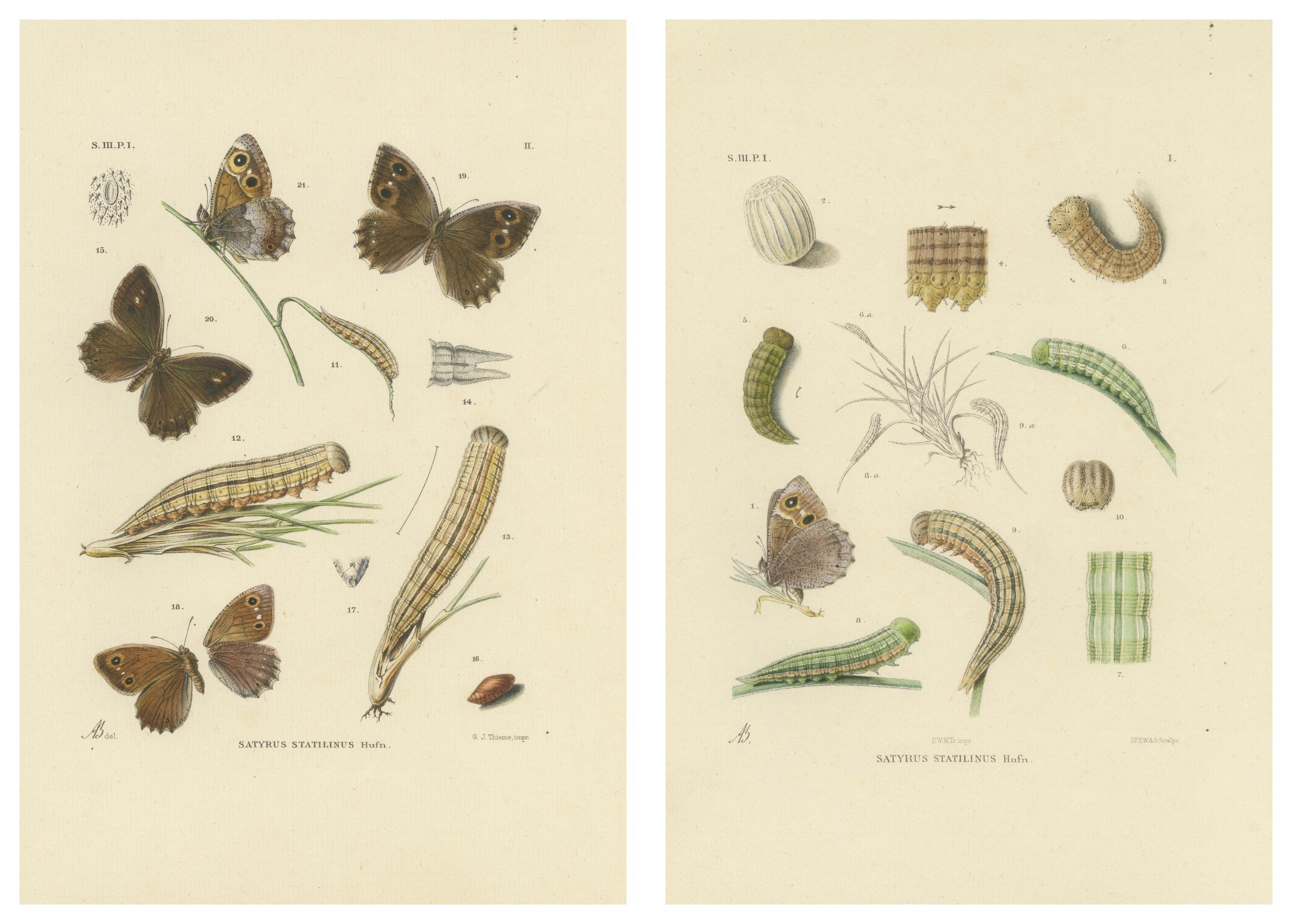 Antique Hand-Colored Satyrus Statilinus Butterfly Pair by Sepp & Brants, 1905