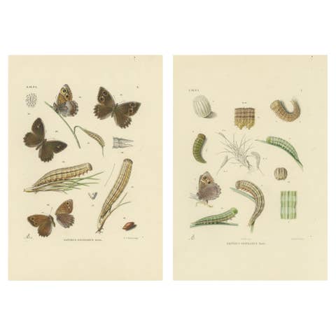 Antique Hand-Colored Satyrus Statilinus Butterfly Pair by Sepp & Brants, 1905
