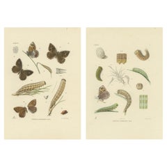 Antikes handkoloriertes Satyrus Statilinus Schmetterlingspaar von Sepp
Brants, 1905