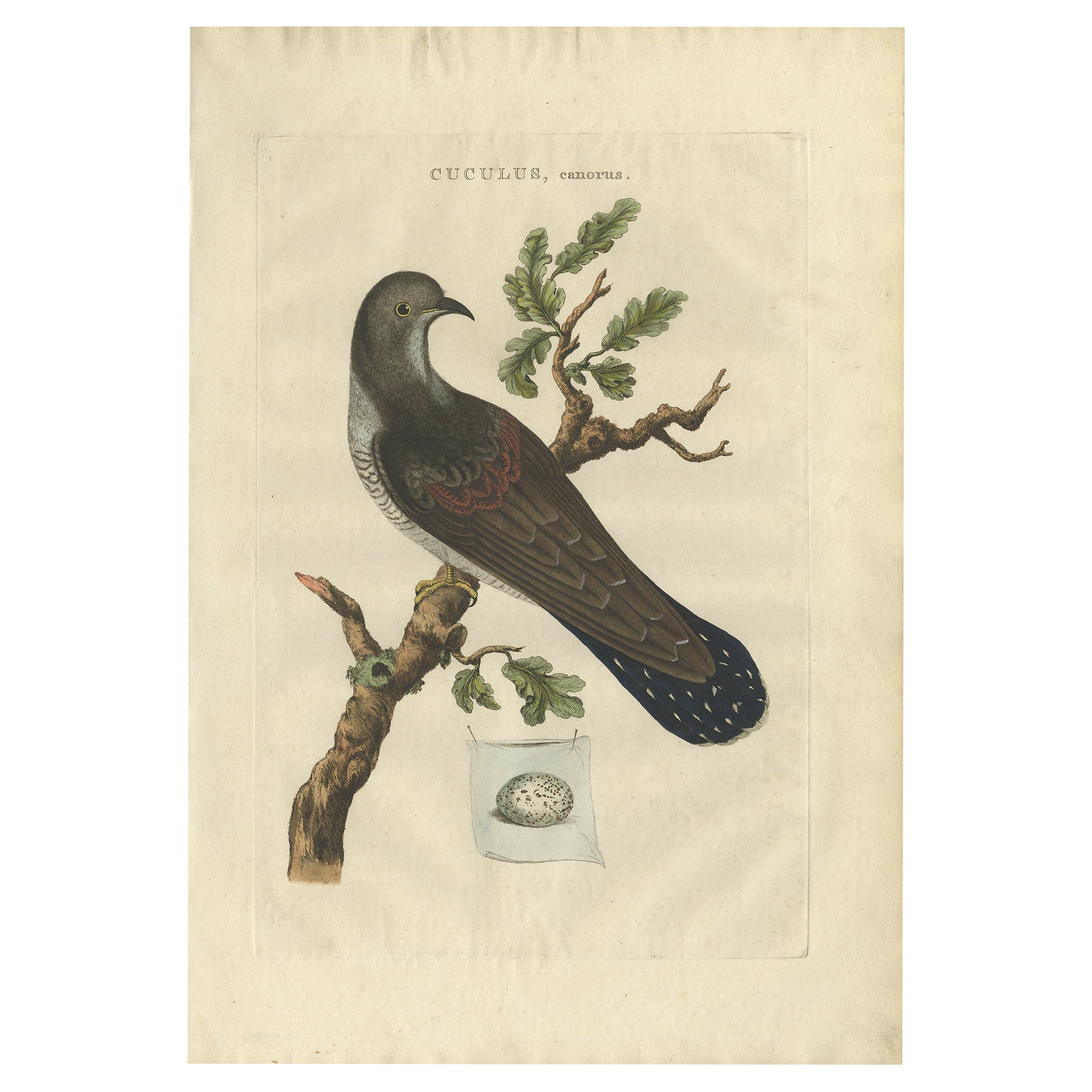 Antiker handkolorierter Vogeldruck des Common Cuckoo, 1789 im Angebot