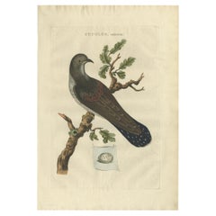 Antiker handkolorierter Vogeldruck des Common Cuckoo, 1789