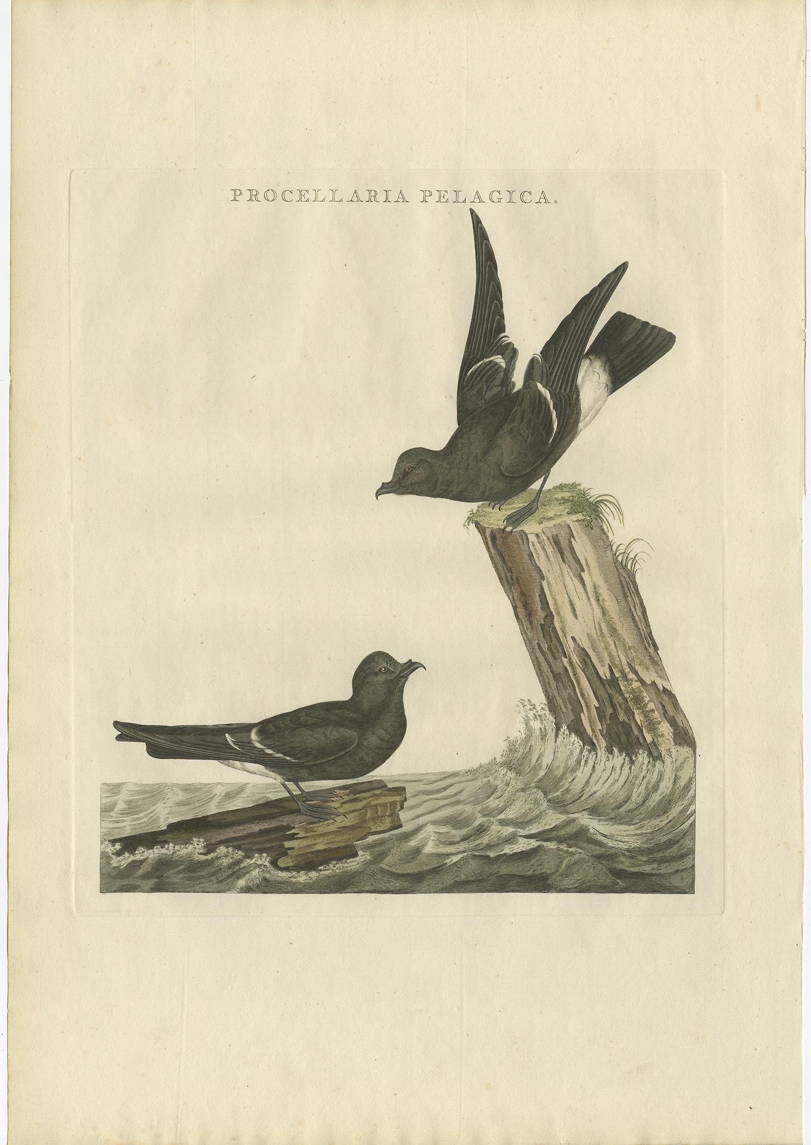 Antique print titled ‘Procellaria Pelagica'. 

This print depicts the European Storm Petrel (Dutch: Stormzaluw). The European storm petrel, British storm petrel or just storm petrel (Hydrobates pelagicus) is a seabird in the northern storm petrel