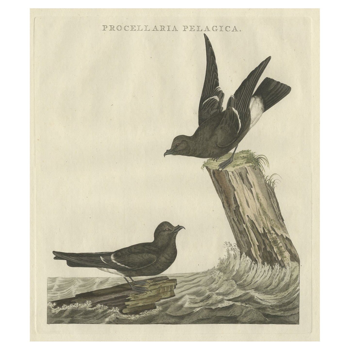 Impression ancienne d'oiseau de tempête européenne, colorée à la main, par Petrel, 1797
