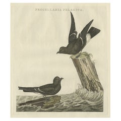 Impression ancienne d'oiseau de tempête européenne, colorée à la main, par Petrel, 1797