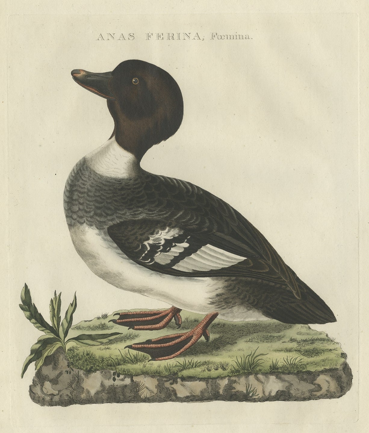 Antique print titled ‘Anas Ferina, Foemina'. 

This print depicts the female Common Pochard (Dutch: tafeleend). The common pochard (Aythya ferina) is a medium-sized diving duck. The scientific name is derived from Greek aithuia an unidentified