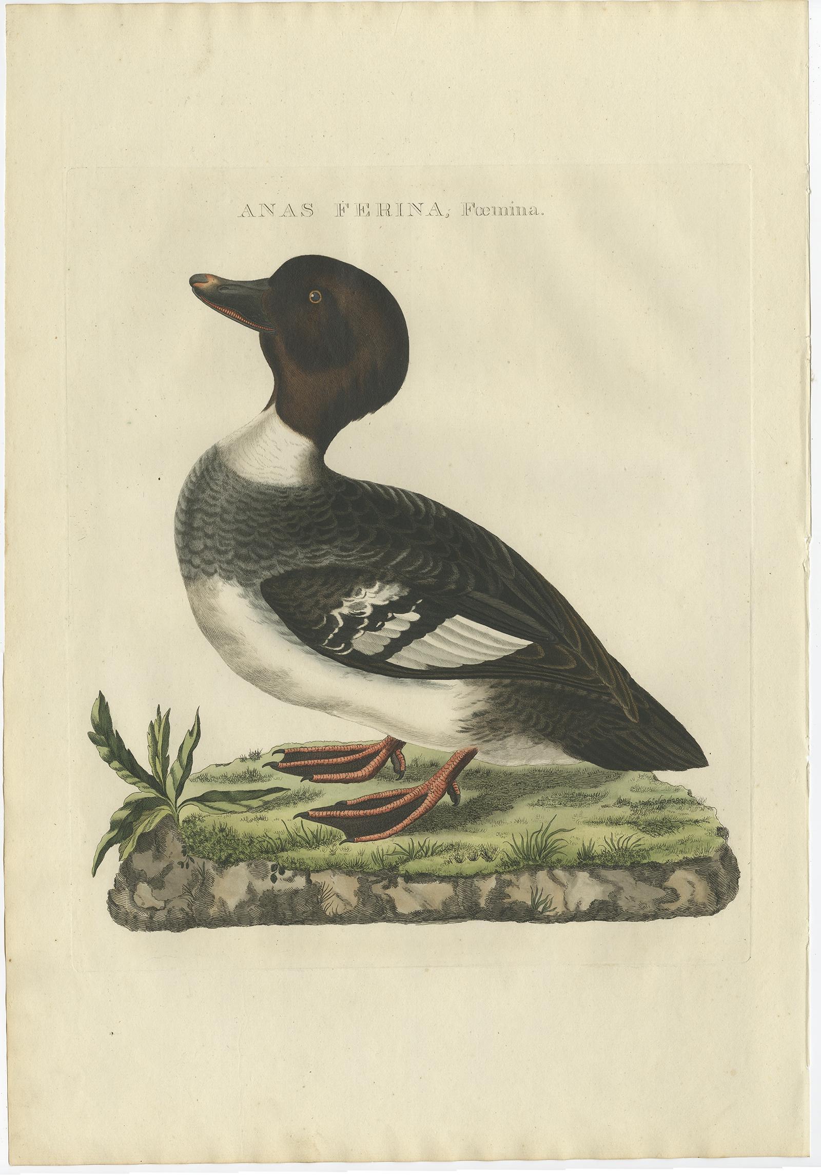 Antique Hand-Coloured Bird Print of the Female Common Pochard Duck, 1809 In Good Condition In Langweer, NL