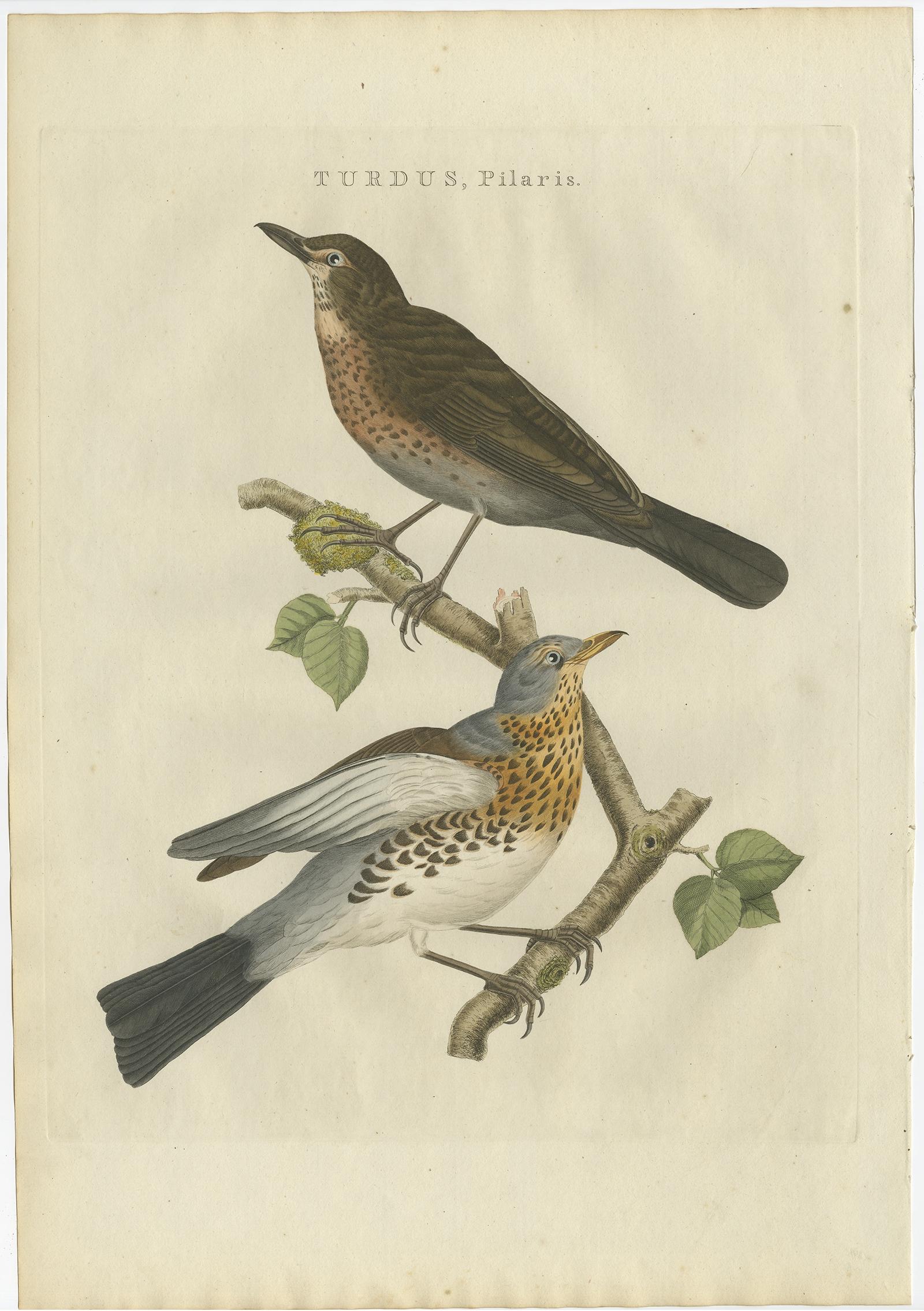 Antique print titled ‘Turdus, Pilaris'. 

This print depicts the fieldfare (Dutch: kramsvogel). The fieldfare (Turdus pilaris) is a member of the thrush family Turdidae. It breeds in woodland and scrub in northern Europe and Asia. It is strongly