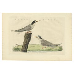 Impression oiseau antique colorée à la main du petit tern par Sepp & Nozeman, 1829