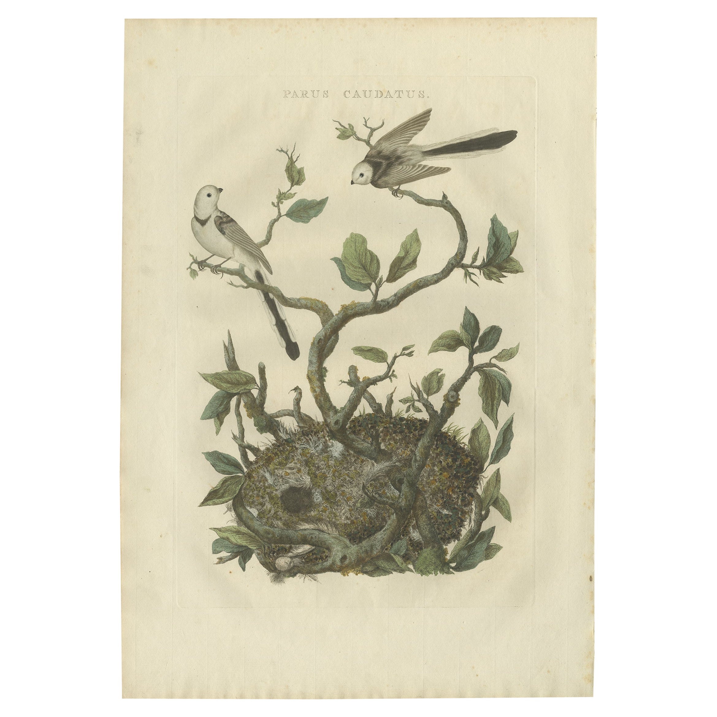 Antiker handkolorierter Vogeldruck des langen Tailed-Tit von Sepp & Nozeman, 1770