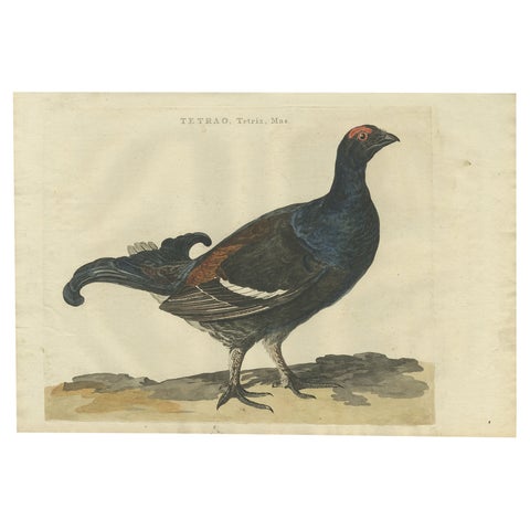 Antique Hand-Coloured Bird Print of the Male Black Grouse, 1789