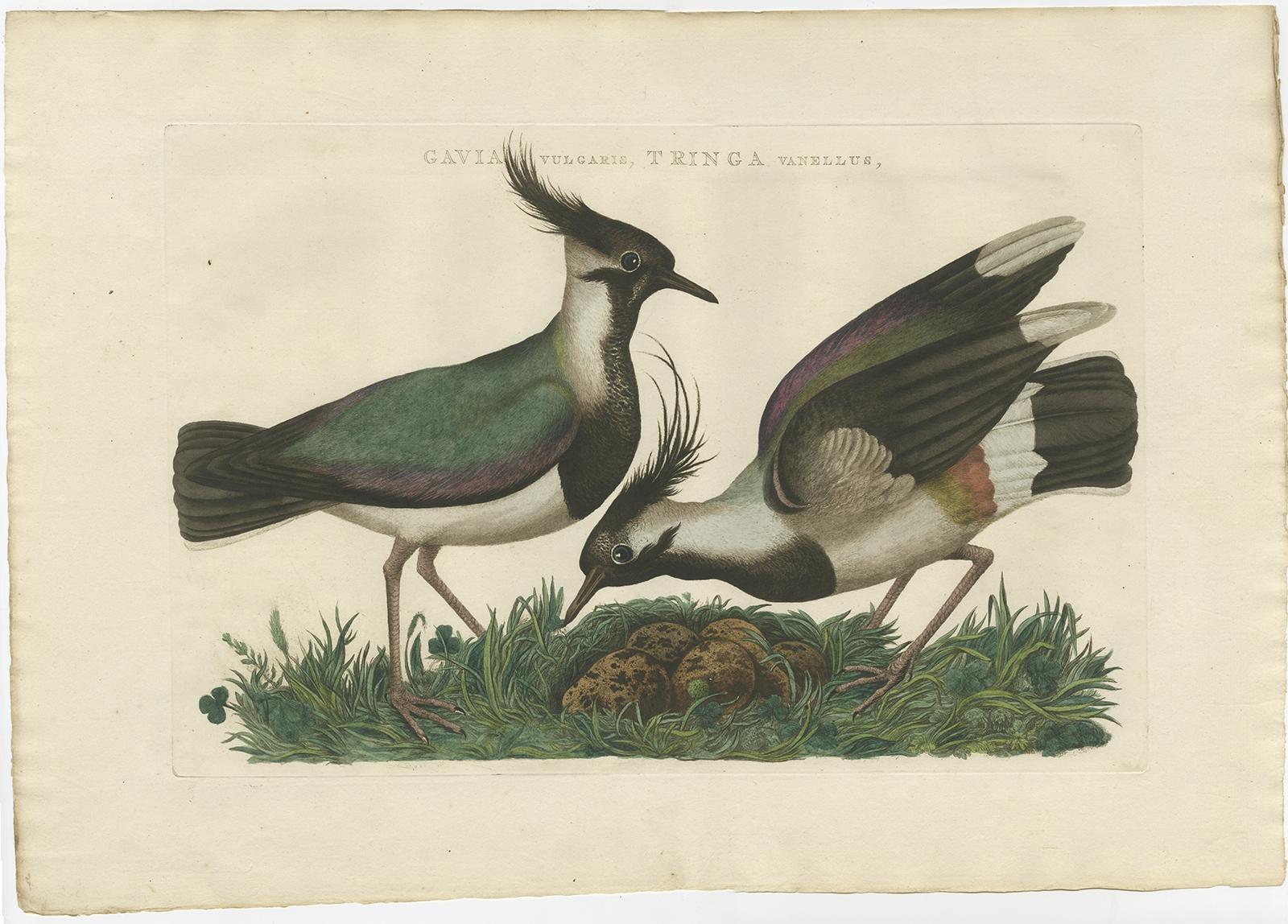 Antique bird print titled 'Gavia vulgaris, Tringa vanellus'. 

The northern lapwing (Vanellus vanellus), also known as the peewit or pewit, tuit or tew-it, green plover, or (in Britain and Ireland) just lapwing, is a bird in the lapwing family. It