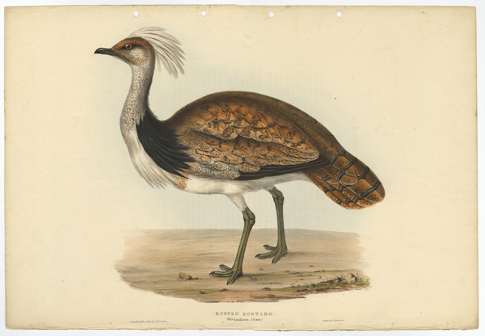 Description: Antique bird print titled 'Ruffed Bustard (Otis houbara).' - This plate shows the houbara bustard or North African houbara (Chlamydotis undulata). Expertly hand-coloured. John Gould: 