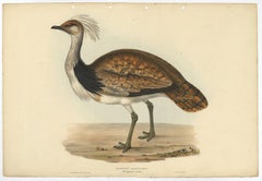 Antique Hand-Coloured Bird Print of the Ruffed Bustard, 1832