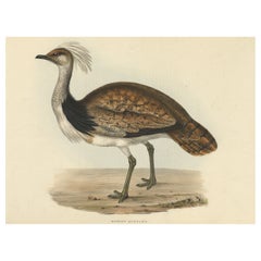 Grabado antiguo coloreado a mano de la avutarda, 1832