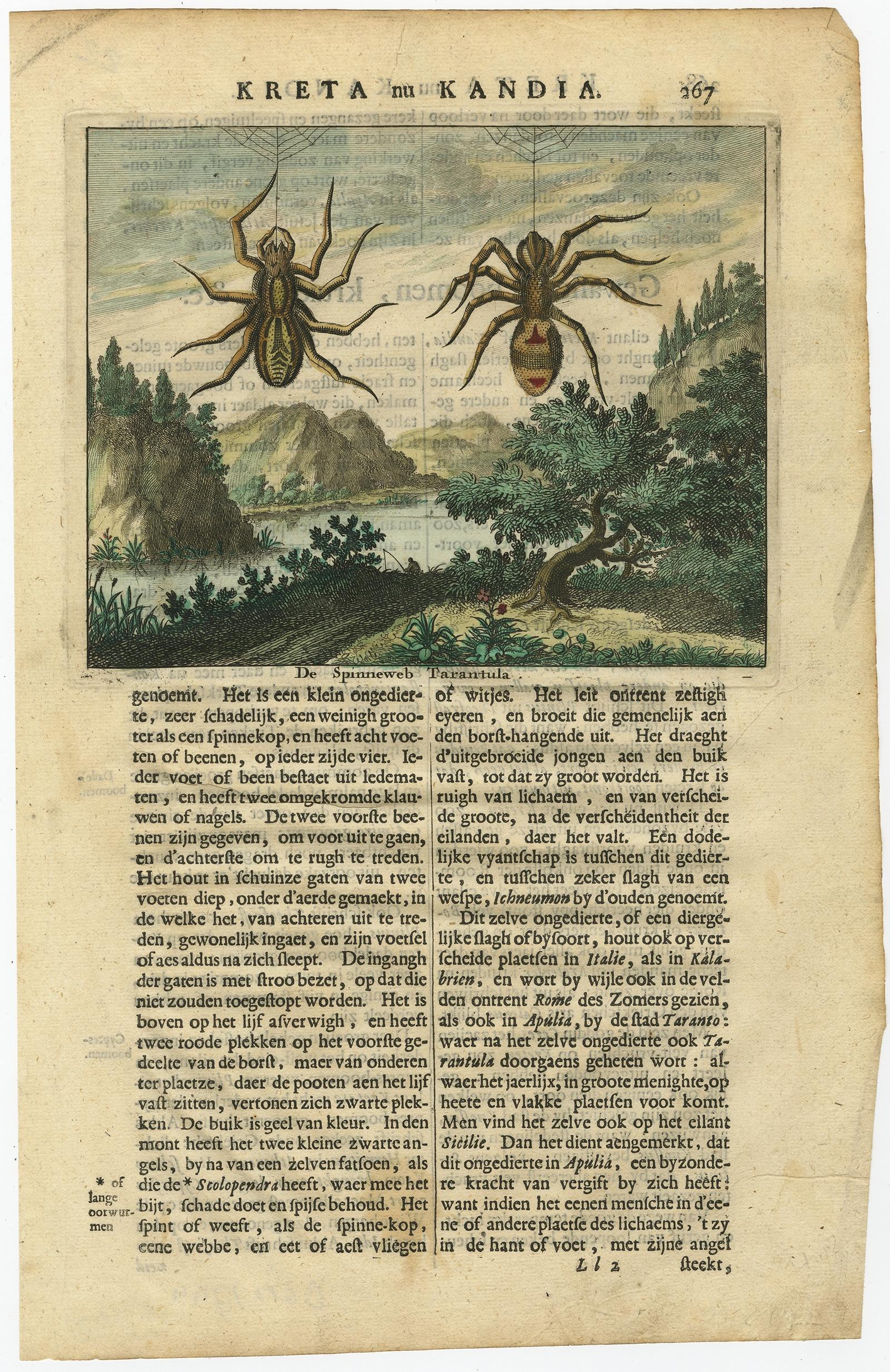Antique print, titled: 'De Spinneweb Tarantula.' - This original antique print shows spiders of Crete. Dutch text on verso. Source unknown, to be determined.

Artists and Engravers: Olfert Dapper (c. 1635 - 1689) was a Dutch physician and writer.