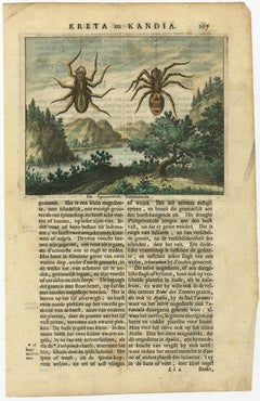 Antique Hand-Coloured Engraving of Tarantula Spiders from Crete, 1688