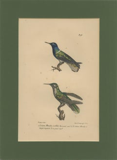 Antique Hand-Coloured Hummingbird Engraving with Gold Highlights, c.1835