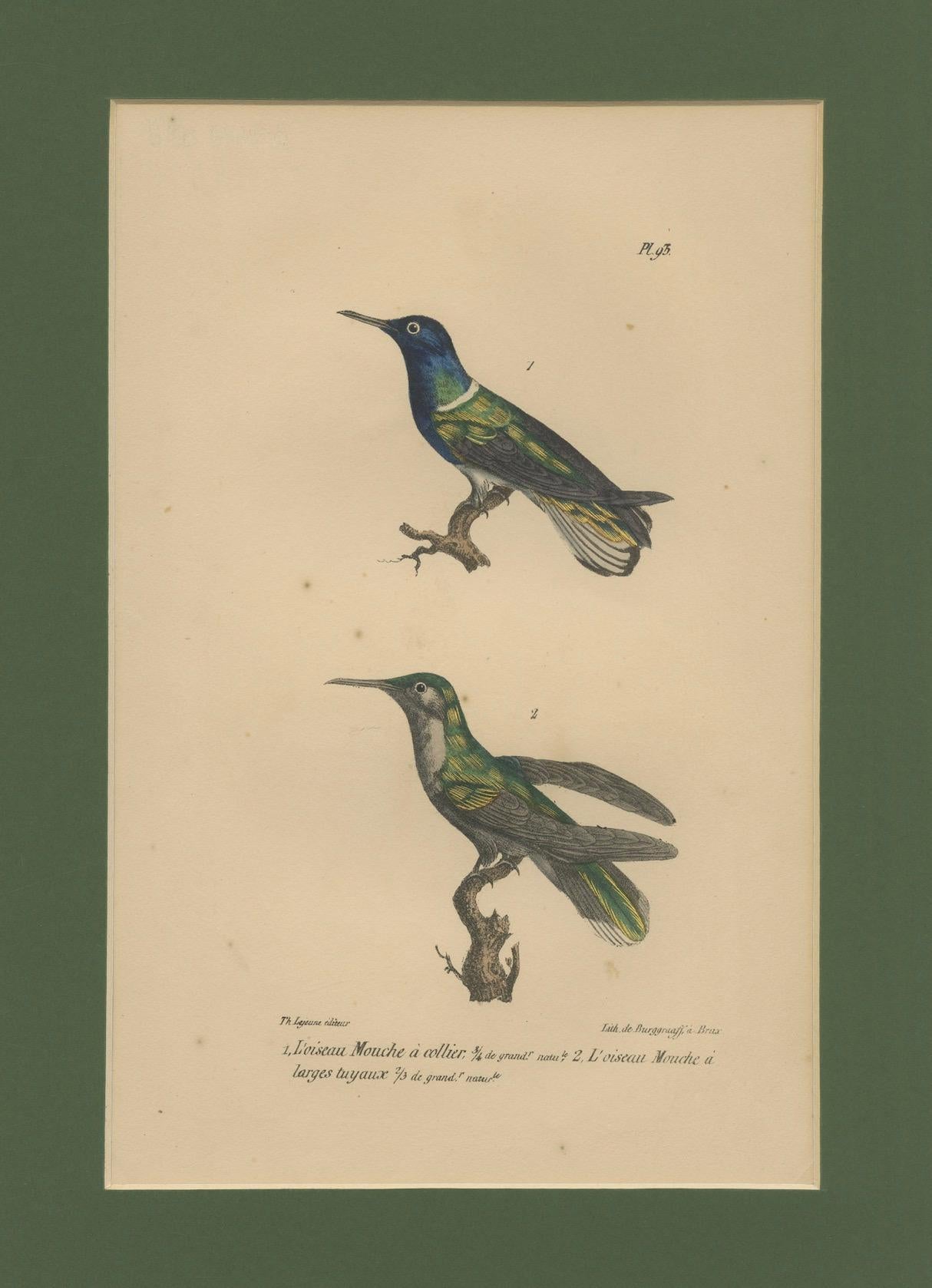 Antiker handkolorierter Kolibri-Gravur mit goldenen Highlights, um 1835 (Französisch) im Angebot