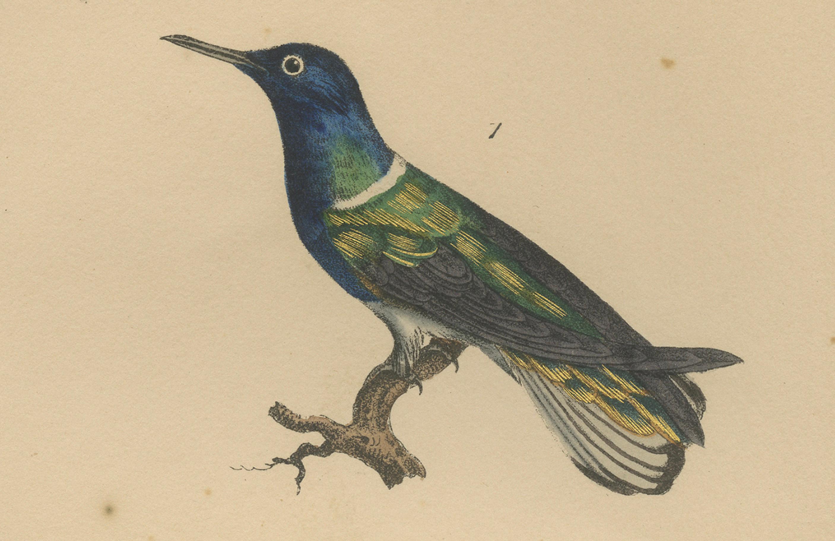 Antiker handkolorierter Kolibri-Gravur mit goldenen Highlights, um 1835 (Graviert) im Angebot