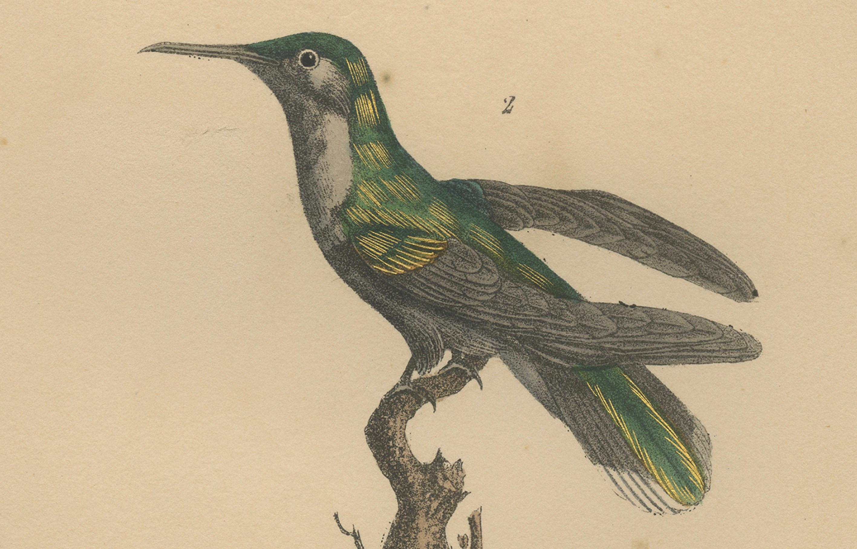 Antiker handkolorierter Kolibri-Gravur mit goldenen Highlights, um 1835 im Zustand „Gut“ im Angebot in Langweer, NL