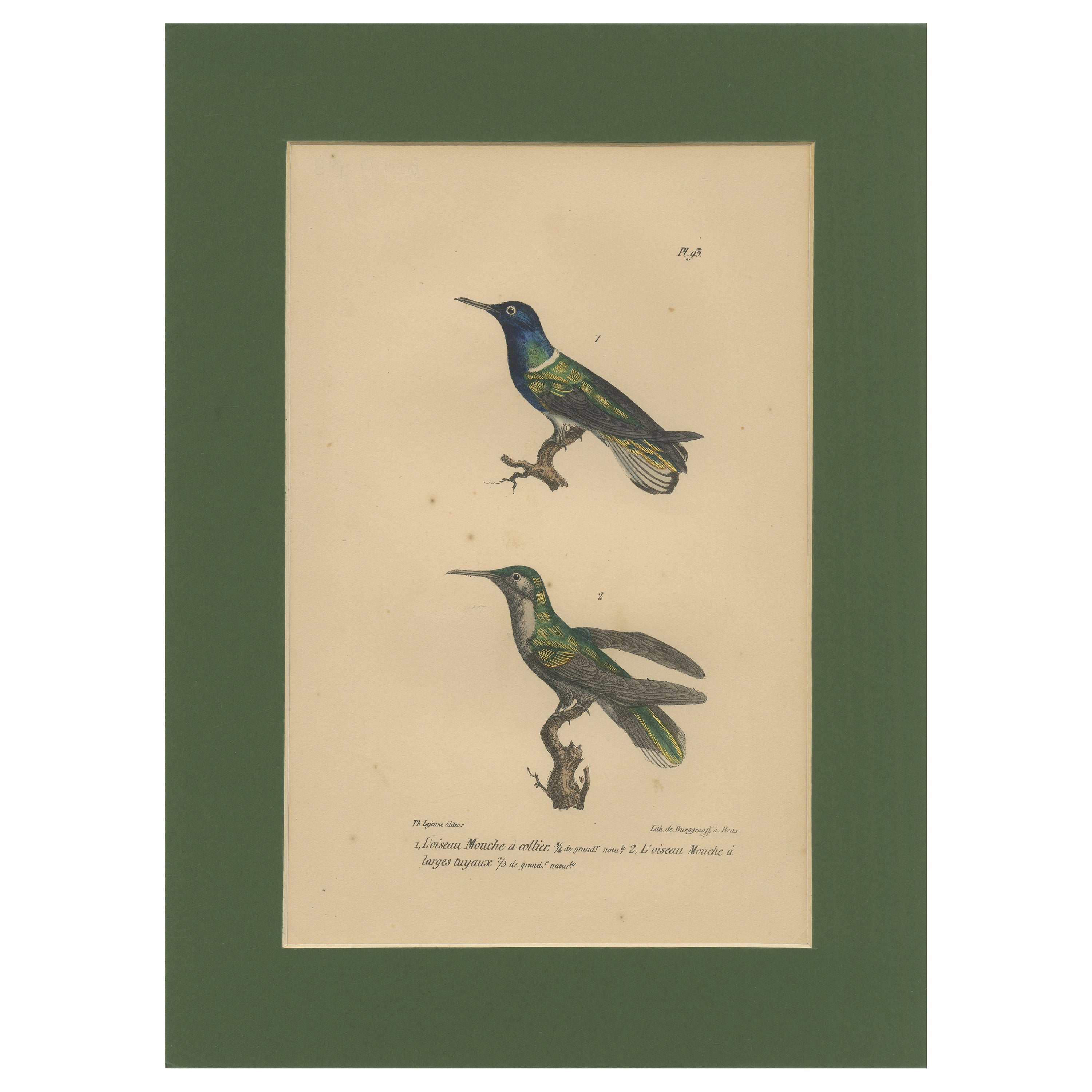 Antiker handkolorierter Kolibri-Gravur mit goldenen Highlights, um 1835 im Angebot