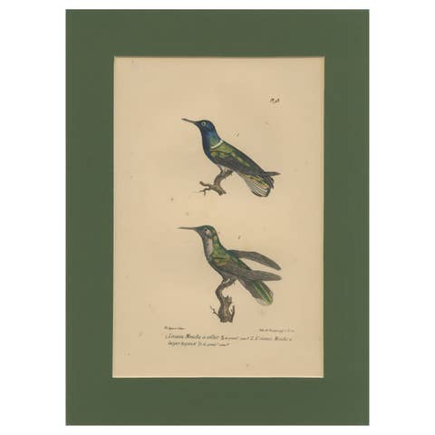 Antique Hand-Coloured Hummingbird Engraving with Gold Highlights, c.1835