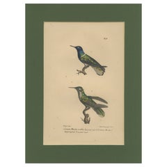 Antiker handkolorierter Kolibri-Gravur mit goldenen Highlights, um 1835