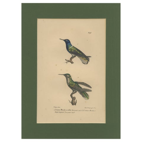 Antique Hand-Coloured Hummingbird Engraving with Gold Highlights, c.1835