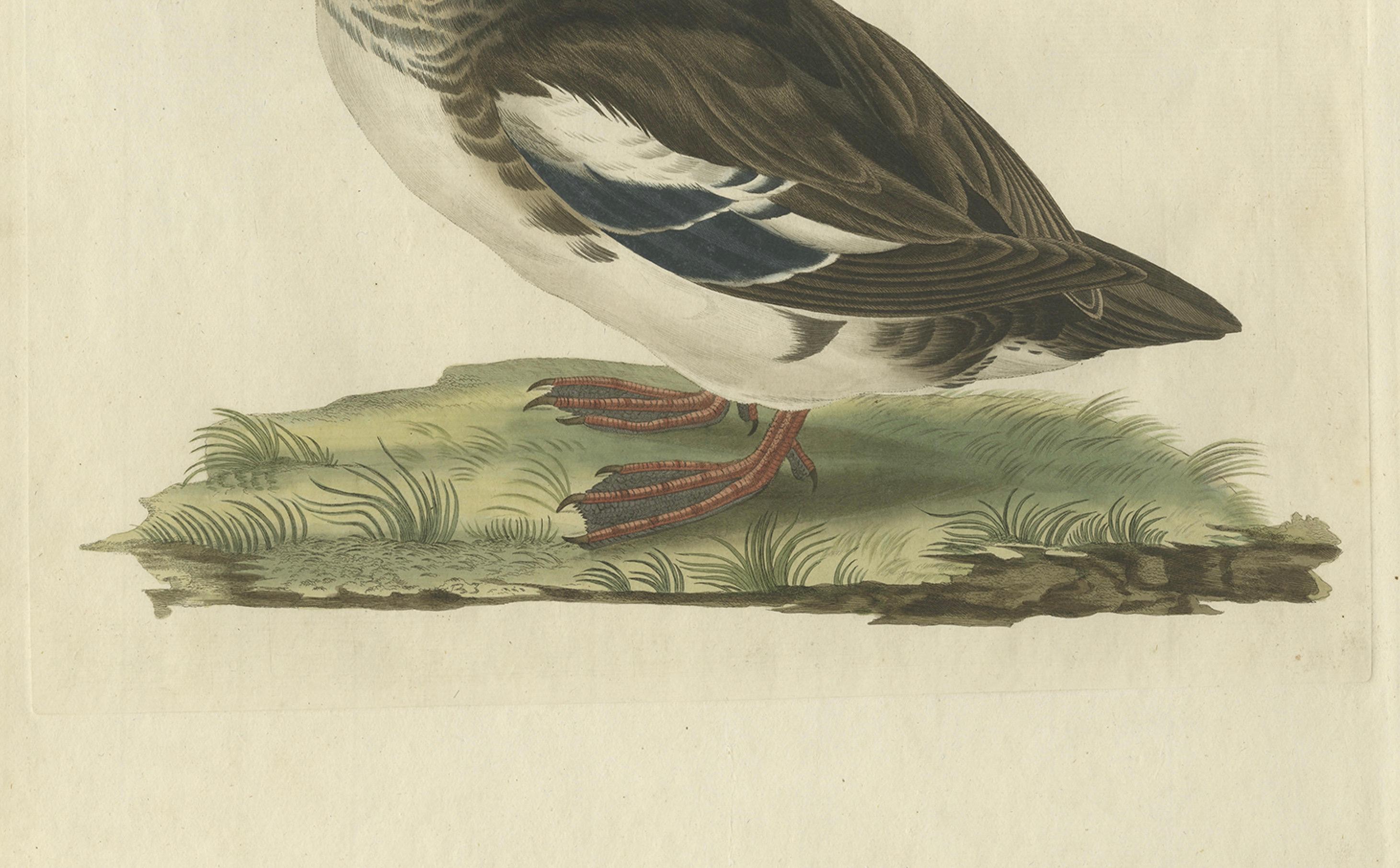 Antiker handkolorierter Druck eines weiblichen Gänsesägers - Mergus Minutus, 1770-1829

Dieser elegante handkolorierte Stich zeigt einen weiblichen Gänsesäger (Mergus minutus), ein Mitglied der Gänsesägerfamilie der fischfressenden Enten. Der Vogel