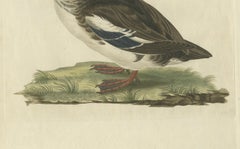 Grabado antiguo coloreado a mano de una hembra de esmerejón - Mergus Minutus, década de 1770