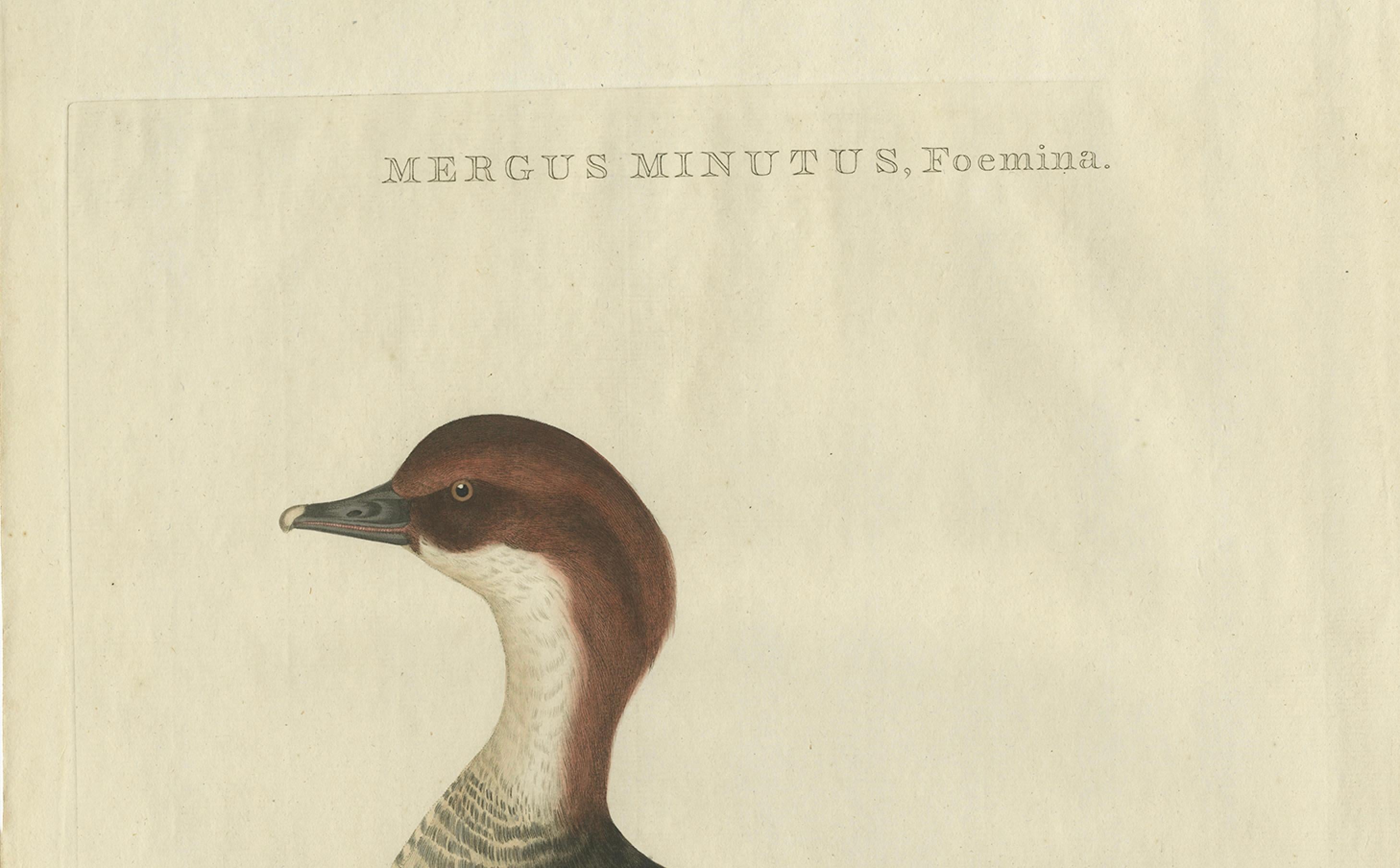 Antiker handkolorierter Druck eines weiblichen Gänsesägers - Mergus Minutus, 1770er Jahre (Niederländisch) im Angebot