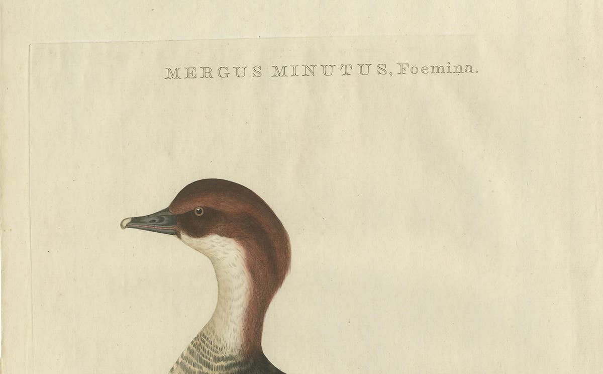 Antique Hand-Colored Print of Female Merganser – Mergus Minutus, 1770s