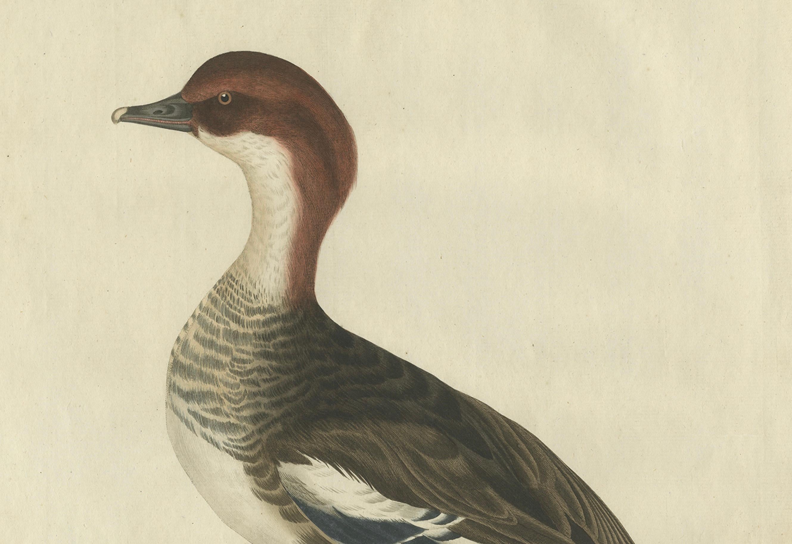 Antiker handkolorierter Druck eines weiblichen Gänsesägers - Mergus Minutus, 1770er Jahre (Graviert) im Angebot
